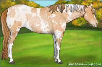 Horse Color:White Spotted Bay Pearl Rabicano 