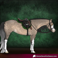 Horse Color:White Spotted Brown Dun 