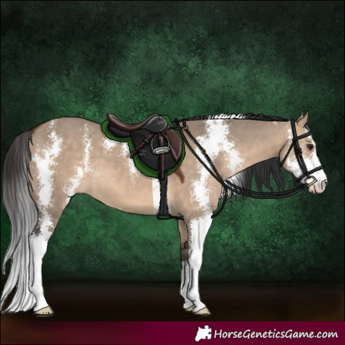 Horse Color:Bay Dun Sabino 