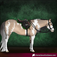 Horse Color:Bay Dun Sabino 