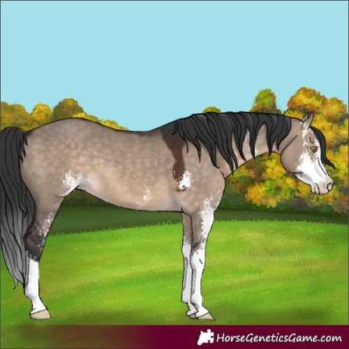 Horse Color:Brown Dun Sabino 