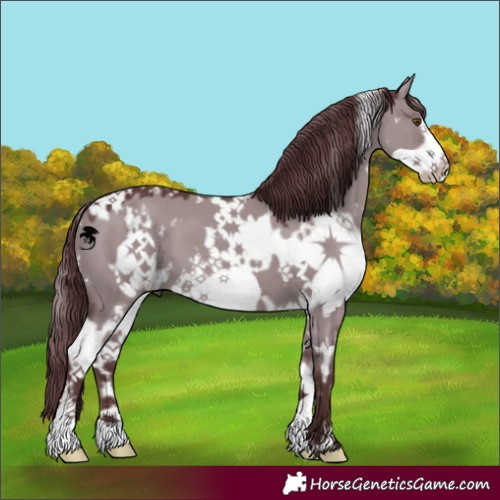 Horse Color:White Spotted Chocolate Grullo Chinchilla Frame 