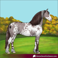 Horse Color:White Spotted Chocolate Grullo Chinchilla Frame 