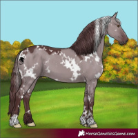 Horse Color:White Spotted Chocolate Grullo Chinchilla 