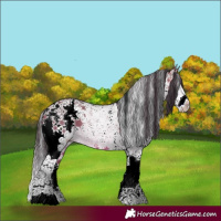 Horse Color:White Spotted Bay Dun Sabino Splash
