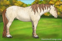 Horse Color:Bay Pearl Dun and Amber Champagne Pearl Dun