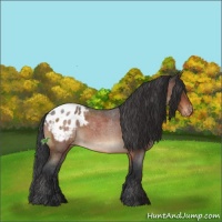 Horse Color:Bay Roan Appaloosa