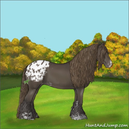 Horse Color:Smoky Black Sabino Appaloosa 