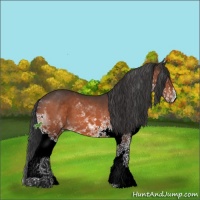 Horse Color:Brown Sabino Splash 