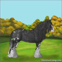 Horse Color:Black Sabino Splash 