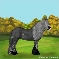 Horse Color:Black Sabino 