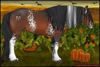 Horse Color:White Spotted Bay 