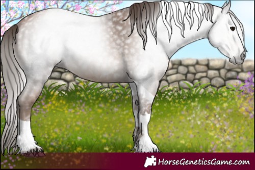 Horse Color:Gray Black Pearl Tobiano