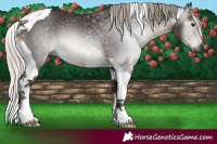 Horse Color:Gray Silver Black Tobiano 