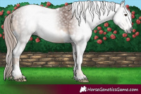 Horse Color:Gray Chestnut Tobiano Rabicano