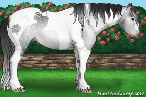 Horse Color:Gray Black Tobiano 