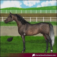 Horse Color:Brown Dun Brindle 