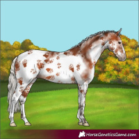Horse Color:White Spotted Silver Brown Tobiano Frame 