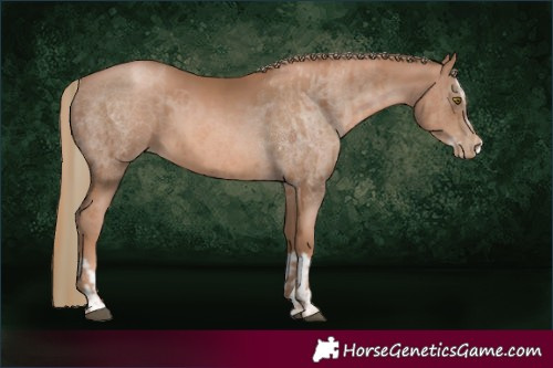Horse Color:Liver Chestnut Pearl and Liver Chestnut Pearl Splash