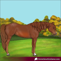 Horse Color:Chestnut 