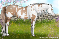 Horse Color:Bay Pearl and Bay Pearl Appaloosa
