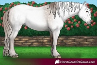 Horse Color:Gray Black Pearl