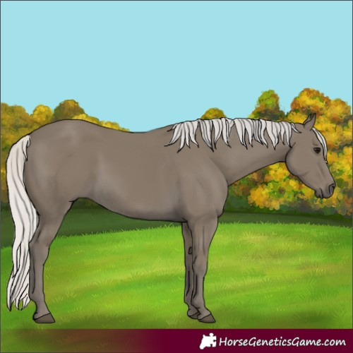Horse Color:Silver Smoky Black 