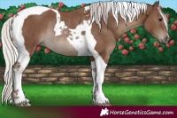 Horse Color:Silver Black Tobiano Rabicano