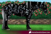 Horse Color:ERROR: UNKNOWN ANOMALY