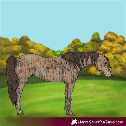 Horse Color:Smoky Black  and Classic Cream Champagne 