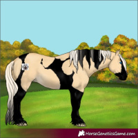 Horse Color:Void Palomino Dun Splash Tobiano 