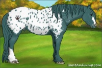 Horse Color:Watercolor Black Near Leopard 