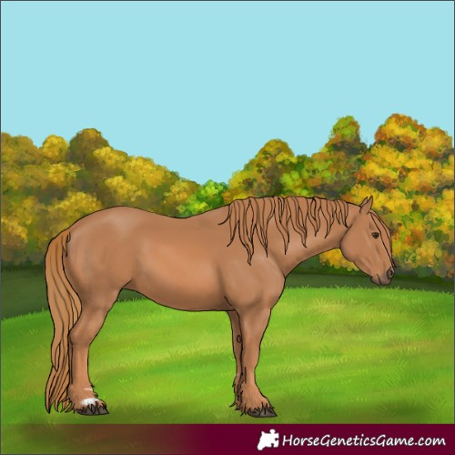 Horse Color:Chestnut 