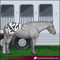 Horse Color:Black Appaloosa 