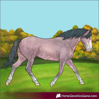 Horse Color:Watercolor Amber Champagne Sabino 