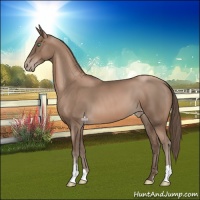 Horse Color:Black Pearl Appaloosa 