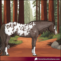 Horse Color:Liver Chestnut Appaloosa Rabicano