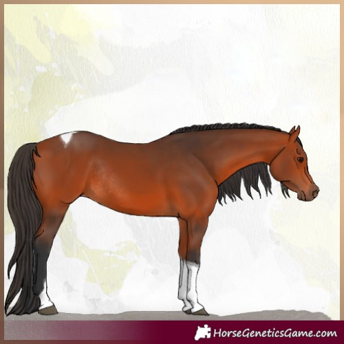 Horse Color:Bay Tobiano Rabicano 