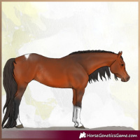 Horse Color:Bay Tobiano Rabicano 