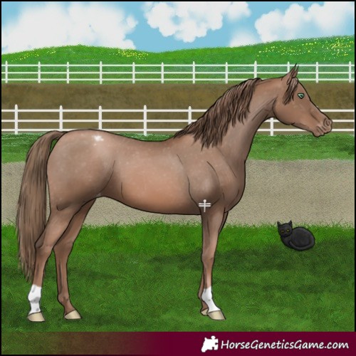 Horse Color:Black Pearl Appaloosa 