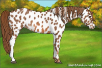 Horse Color:Chestnut Appaloosa