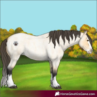 Horse Color:Buckskin Roan Dun Splash 
