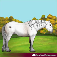 Horse Color:Gray Void Bay Dun Splash