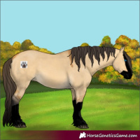 Horse Color:Void Buckskin Dun Splash