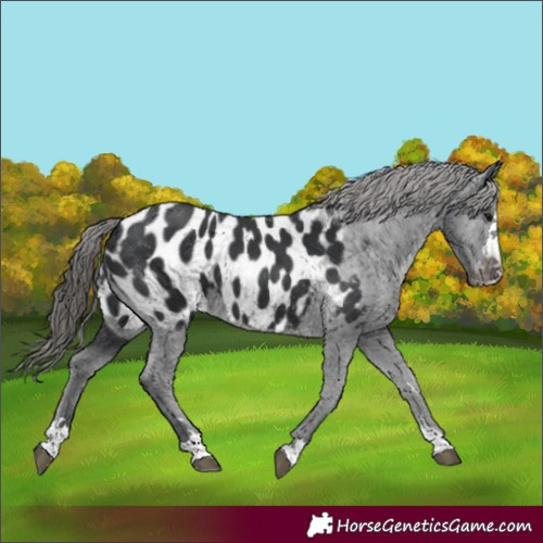 Horse Color:Black Near Leopard 