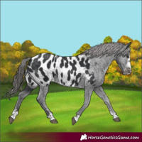 Horse Color:Black Near Leopard 