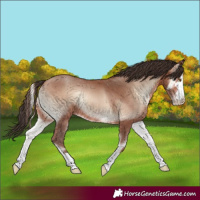 Horse Color:Sable Champagne Onyx
