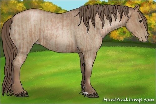Horse Color:Blue Roan Pearl  and Blue Roan Pearl Rabicano 