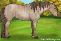Horse Color:Blue Roan Pearl  and Blue Roan Pearl Rabicano 