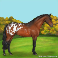 Horse Color:Bay Appaloosa 